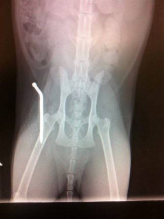 Puss Puss xray
