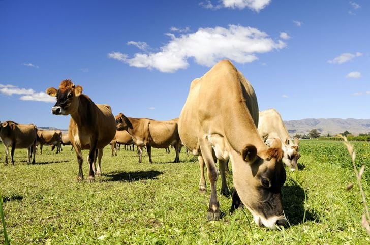 cow_grazing_jpg_width__730_ashx__3