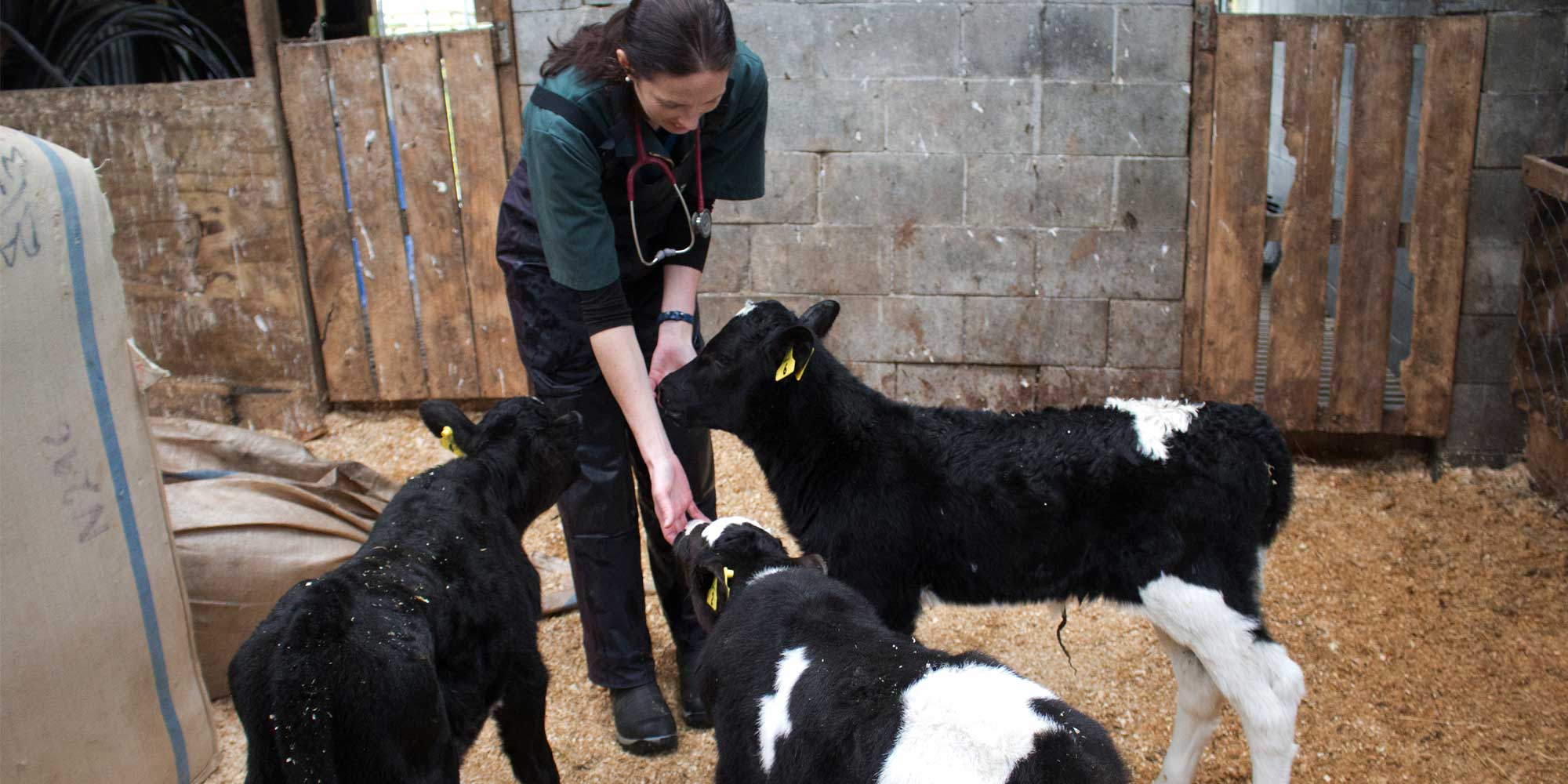 New Plymouth Vet Group Small and Large Animal Vets