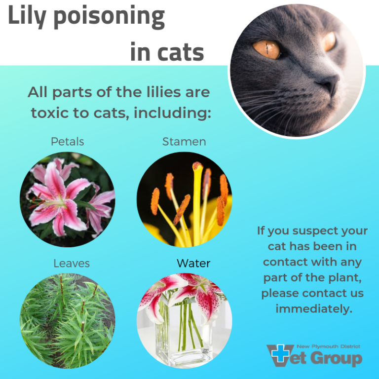 Lily Poisoning in Cats New Plymouth Vet Group