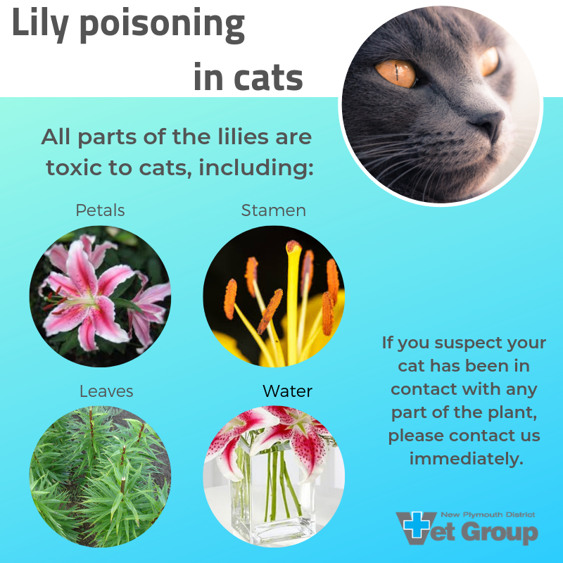 are peace lilies toxic to cats and dogs