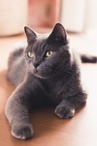 pexels-photo-1770918