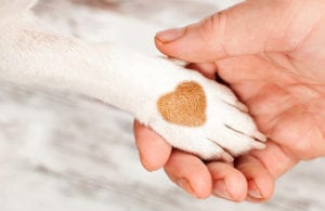 therapy-dogs-can-help-main