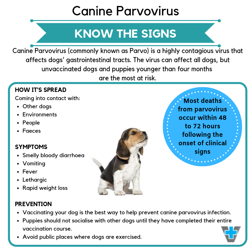 signs of parvo