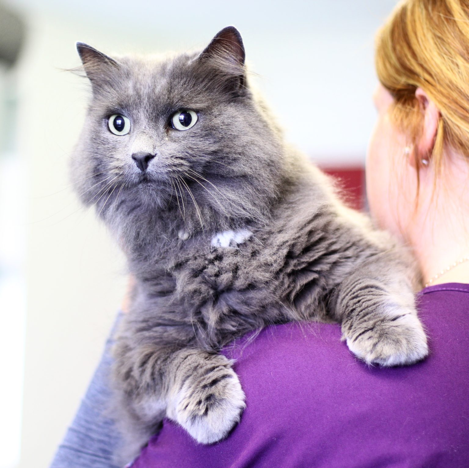 Save Your Dog!  Effective Treatments For Bird Mite Infestations - 5a9gprm