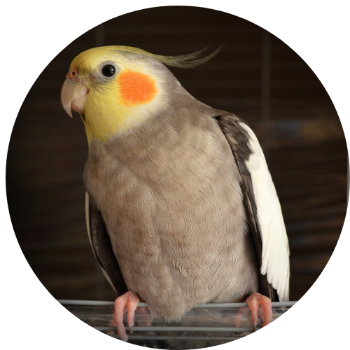cockatiel pet birds