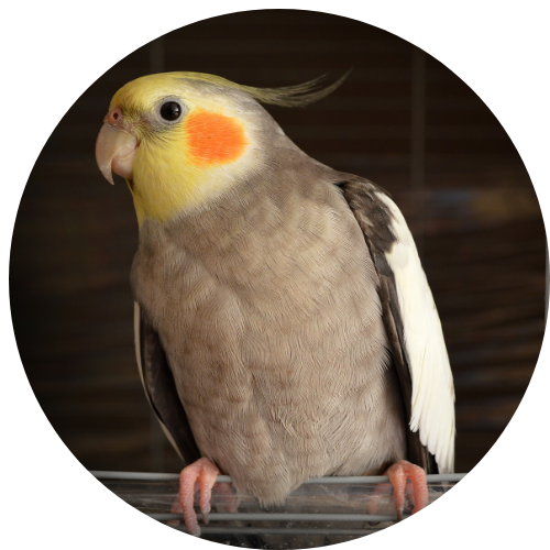 pregnant cockatiel