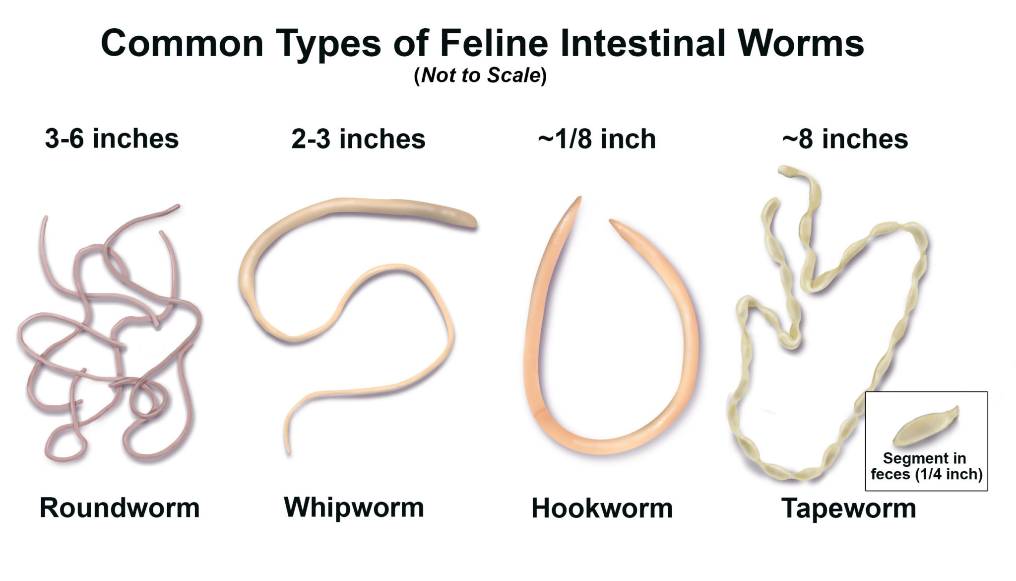 stomach worms in poop