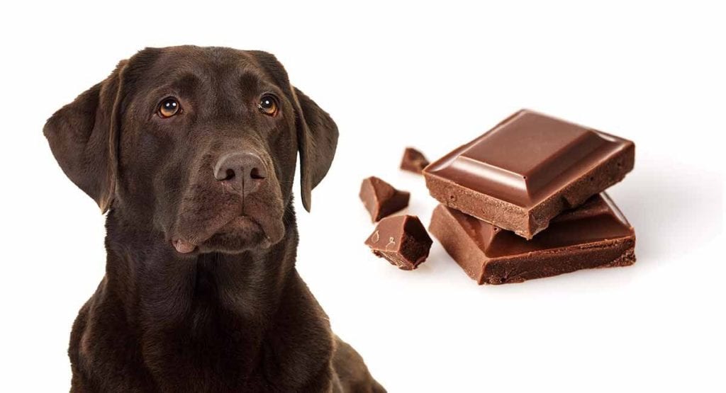 Image showcasing Chocolate Toxicity - New Plymouth Vet Group