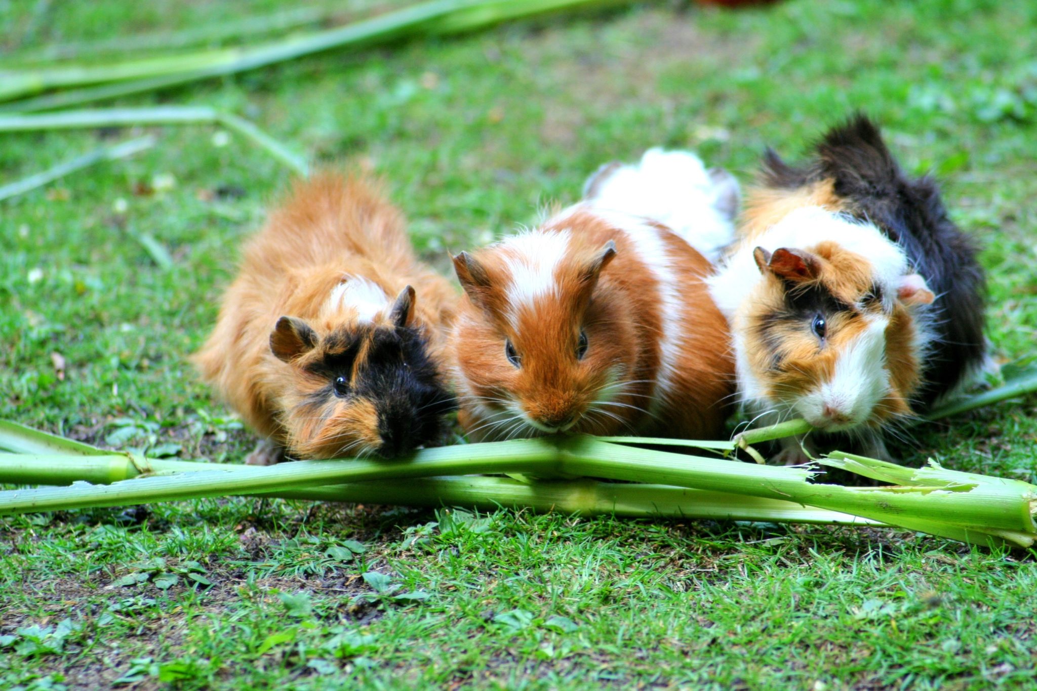 Birth of guinea pig 