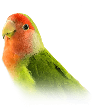 Feeding A Lovebird - New Plymouth Vet Group