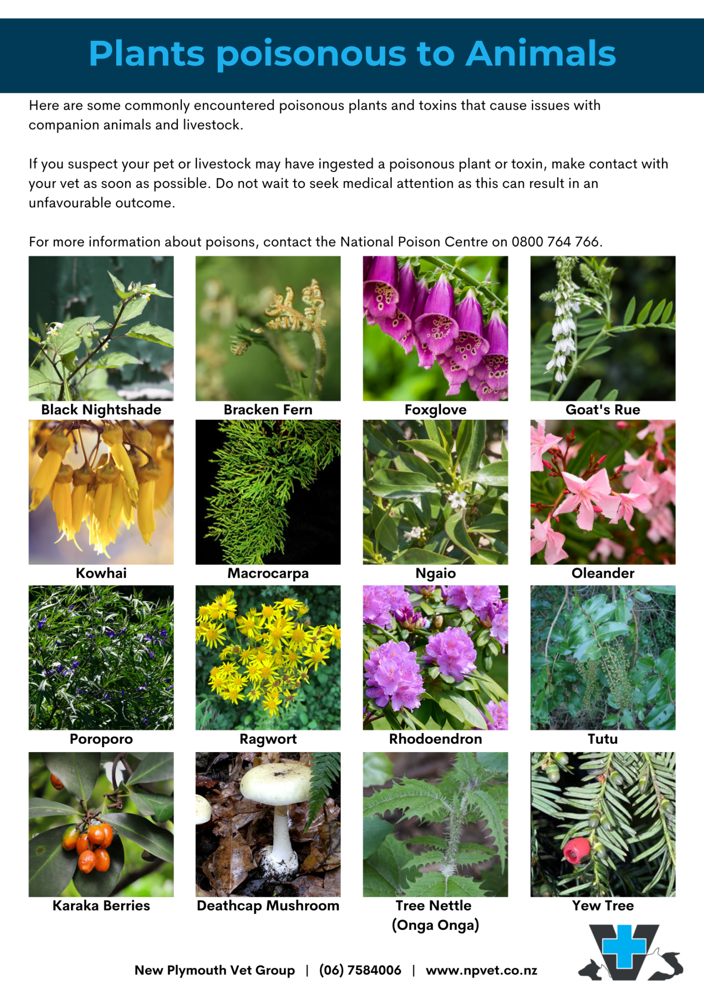 what weeds are poisonous to dogs